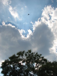 Photo of tree, clouds and bird flying above.